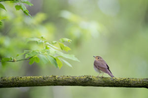 A small brown bird perches on a moss covered branch among some new spring tree leaves.